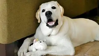 Try Not To Laugh Funny Cats and Dogs Videos 2024🤣 Best Funny Animals Videos of Month😻