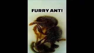 MY FURRY PET ANT! | D colony