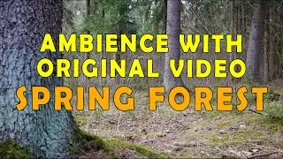 Spring Forest (Woodlands) Ambience with Relaxing Birds Singing Sounds with Live video