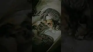 cute lil kittens sleeping 😴💖cat cute video new born kittens #prettykitty #Kitten #cat #cute #shorts