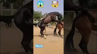 парение жеребцов ❣️❤️🥰(male stallion mating) 