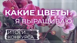Какие цветы можно выращивать дома. Мои цветы и комнатные растения. ‼️ИТОГИ КОНКУРСА