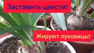 Новый этап в жизни ГИППЕАСТРУМОВ! Зимовка.