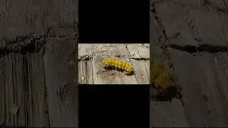 Peacock caterpillar. Павлиноглазка... Serhulya TV