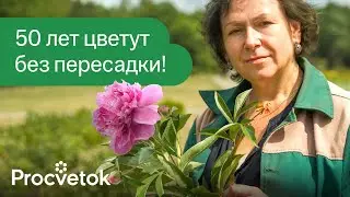 ДЕСЯТИЛЕТИЯМИ ПЫШНО ЦВЕТУТ БЕЗ ПЕРЕСАДОК: 10 самых долгоживущих цветов для вашего сада