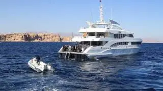 Рыба – Наполеон  в бухте Sharks bay. The Napoleon fish. Red sea. Egypt. Великолепный подводный мир