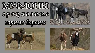 МУФЛОНЫ - Грациозные горные бараны