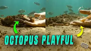 Snorkeler Connects with Octopus Through Playful Interaction