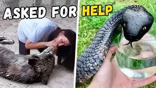 16 Animals That Asked People for Help & Kindness Caught On Camera