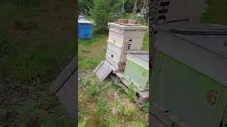 На пасеке неповторимый аромат мёда #бакфаст #bee #beekeeper #пчеловодство #медовыйстрим