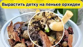 Так легко ВЫРАСТИТЬ ДЕТУ НА ПЕНЬКЕ орхидеи после омоложения орхидеи Полив и Уход