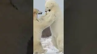 Polar Bear vs Crocodile - Who Would Win? #crocodile #polarbear #wildlife