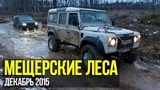 Мещерские леса (декабрь 2015)