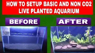 How To Setup Basic and Non Co2 Live Planted Aquarium