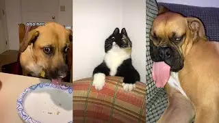 My Child Is Completely Fine TikTok Trend Compilation Pet Edition