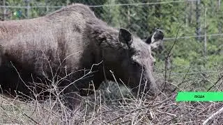 Нынешняя весна оказалась богатой на лосят. На лосеферме в Якше на свет появились 7 малышей.