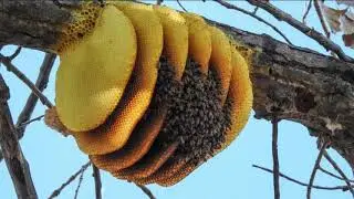 Central Russian bee.good or bad breed of bees?