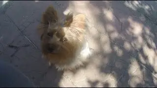 Ники's LIFE🐾№2. Николь делает зарядку.