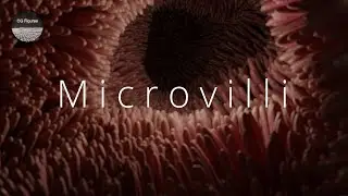 Blender for Scientists - How to Make Microvilli in Blender