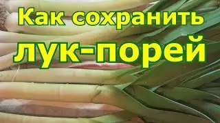 Как сохранить лук порей зимой в домашних условиях. Разные способы хранения лука порея