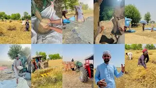 Gandam Ap Tak Kitni Mehnat Se Pahunchti Hai Full Prosess Farmer 🧑‍🌾 Life Punjab Pakistan 🇵🇰