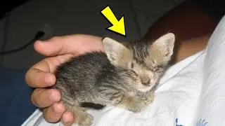 The guy saved a blind kitten, and the next morning an unexpected surprise was waiting for him!