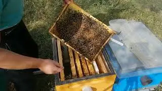 Изолятор хмары Изоляция пчелиной матки на зиму.