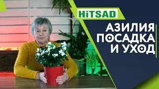 Проблемы с Азалией ✔️ Уход за Азалией 🌺 Советы от Хитсад ТВ