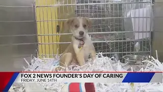 FOX 2 and STL 11 support Humane Society of Missouri for Nexstar Founders Day