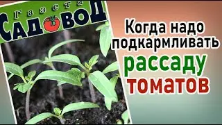 Когда надо подкармливать рассаду томатов?