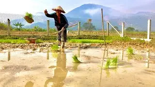 Son Leave the City to go Home for help his parents growing Rice.