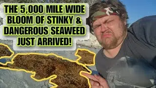 The World's Largest Seaweed Bloom Just Started Washing Up In Florida. The Problem With Sargassum