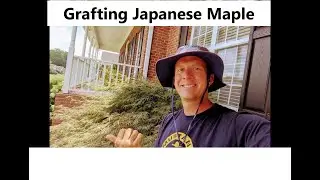 How to graft Japanese Maples