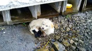 Eyes full of maggots, the mama dog used the last drops of milk before collapsing