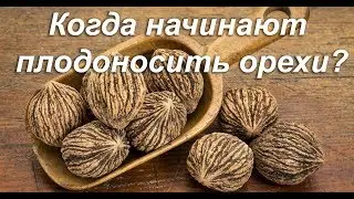 Когда начинают плодоносить орехи?