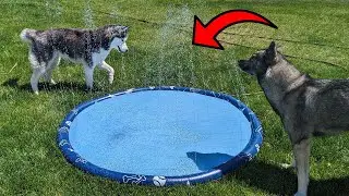 Your Dogs Will LOVE Splashing Around in This Splash Pad!