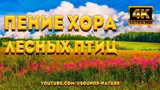 Красивое Переливчатое Пение Хора Лесных Птиц ASMR. Звуки Природы Для Сна И Релаксации.