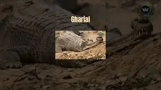 The Gharial: The Fish-Eating Crocodile of India  #shorts