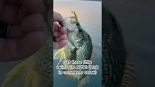 These Little Swimbaits CRUSH Crappies!