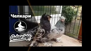 ДВУХЧУБЫЕ ЧЕЛКАРИ / PIGEONS / TAUBE 