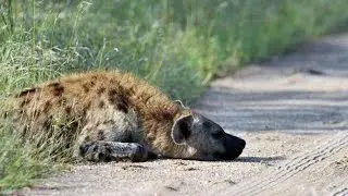 Обессиленная гиена выла от боли посреди поля, но дальше произошло невероятное