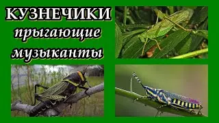 КУЗНЕЧИКИ - Прыгающие музыканты