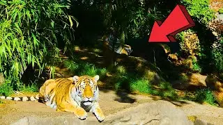 Oregon Zoo In Portland Full Virtual Tour 2024