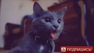 лучшие приколы! лайк если любишь котят ;