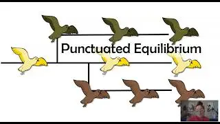 Gradualism vs Punctuated Equilibrium (AP Biology Topic 7.10)