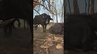 Os búfalos são animais domésticos de origem asiática, produz carne e leite para consumo humano.