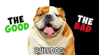 BULLDOG - PROS & CONS