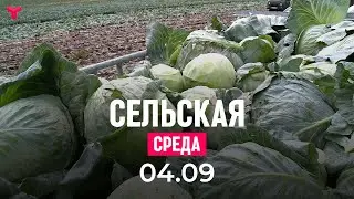 Сельская среда 04.09.2024