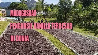 Melihat Madagaskar Sebagai Penghasil Vanilla Terbesar Di Dunia