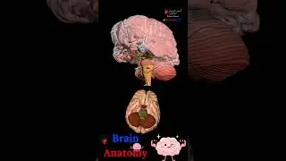 BRAIN ANATOMY  🧠 STRUCTURES DISSECTION  🤯 MEDICAL ARTS 🎥SHORTS